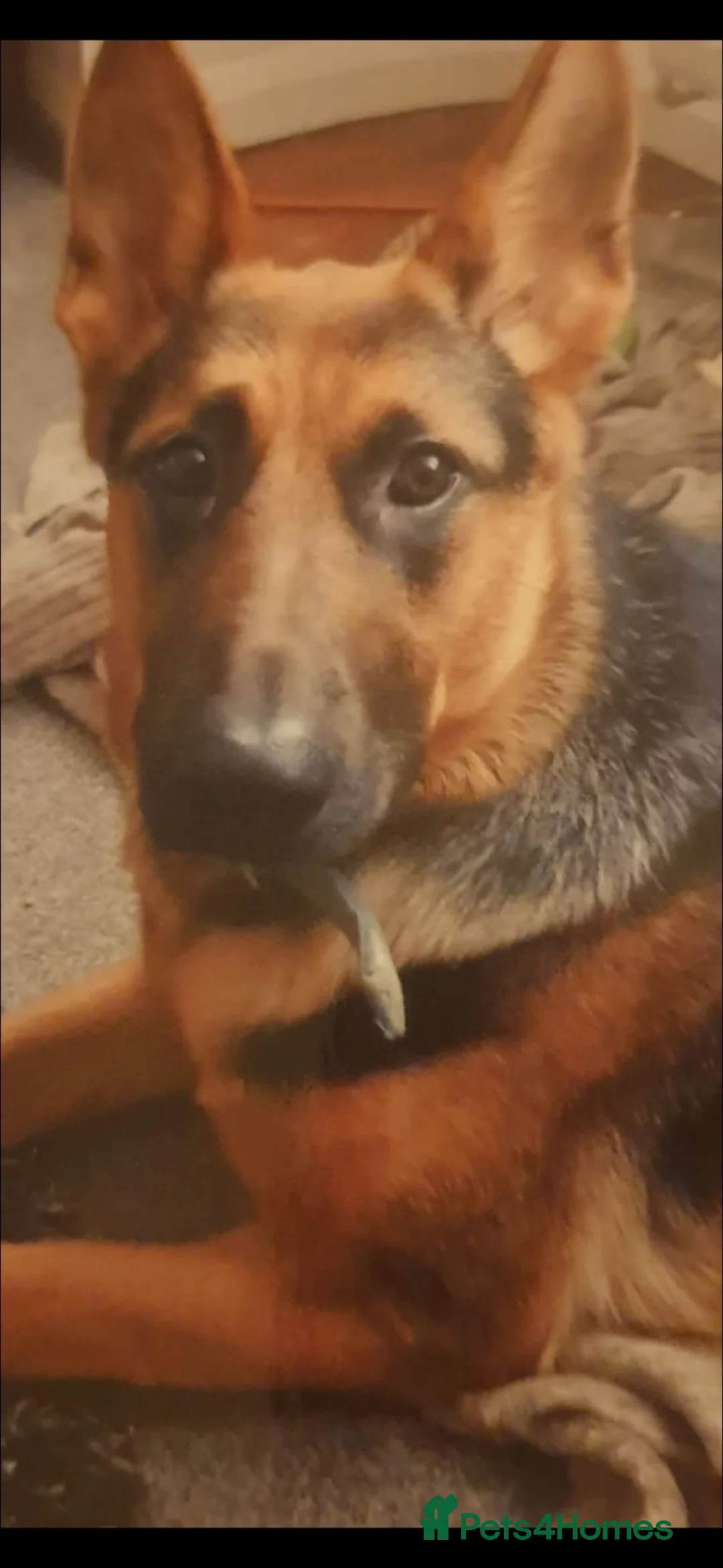 Mixed Breed dogs for sale: Shepweiler puppies for sale - Advert 5