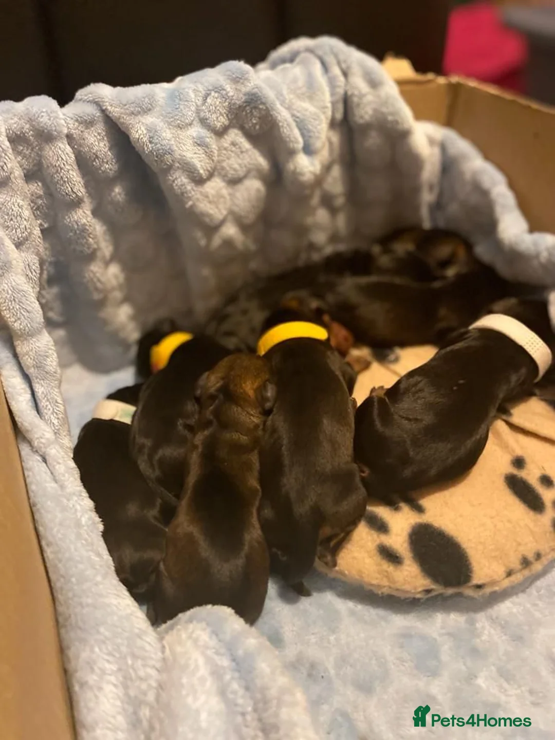 Miniature Dachshund dogs for stud: MINIATURE WIRE HAIRED DACHSHUND STUD !! PROVEN  in Manchester - Advert 2