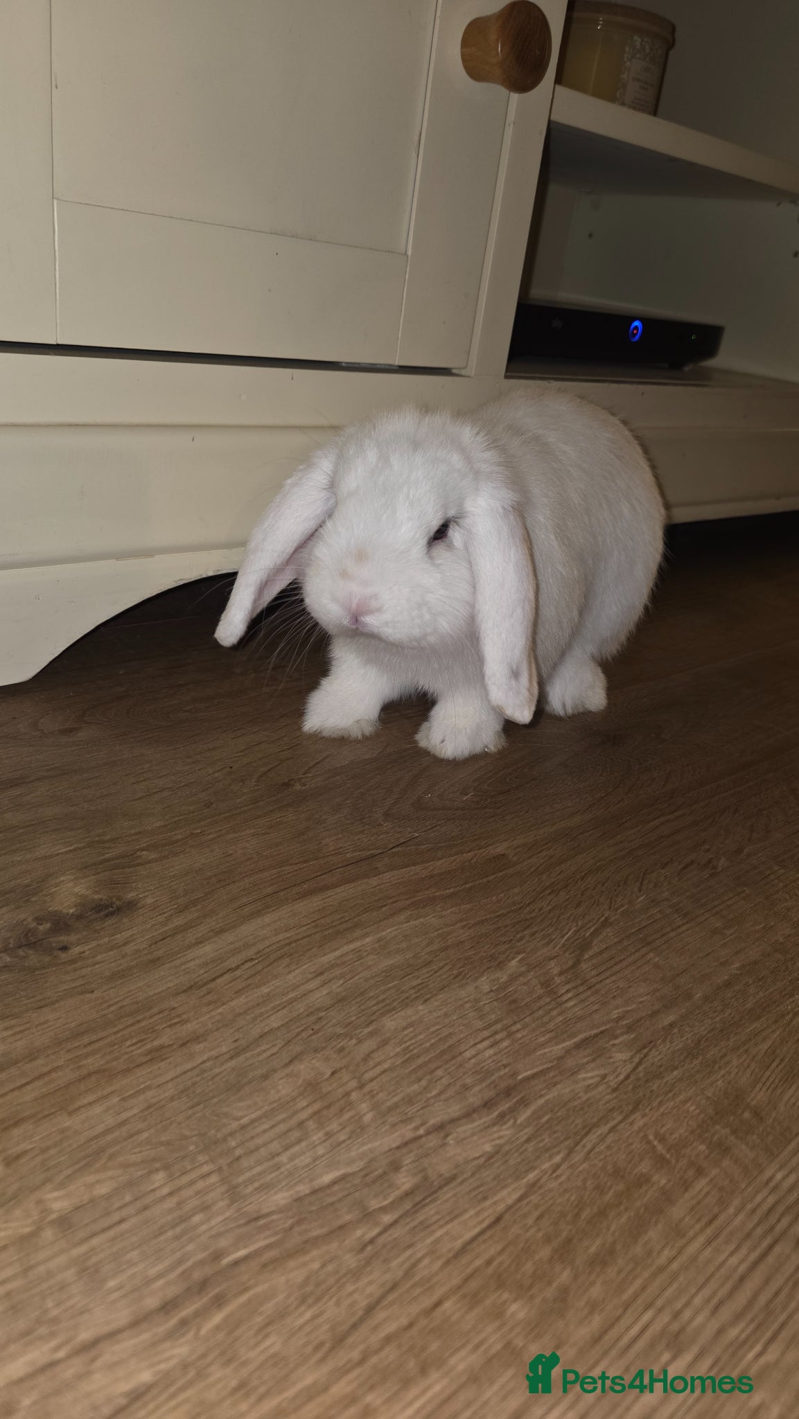 Mini Lop rabbits 2 gorgeous mini lop males - Advert 2