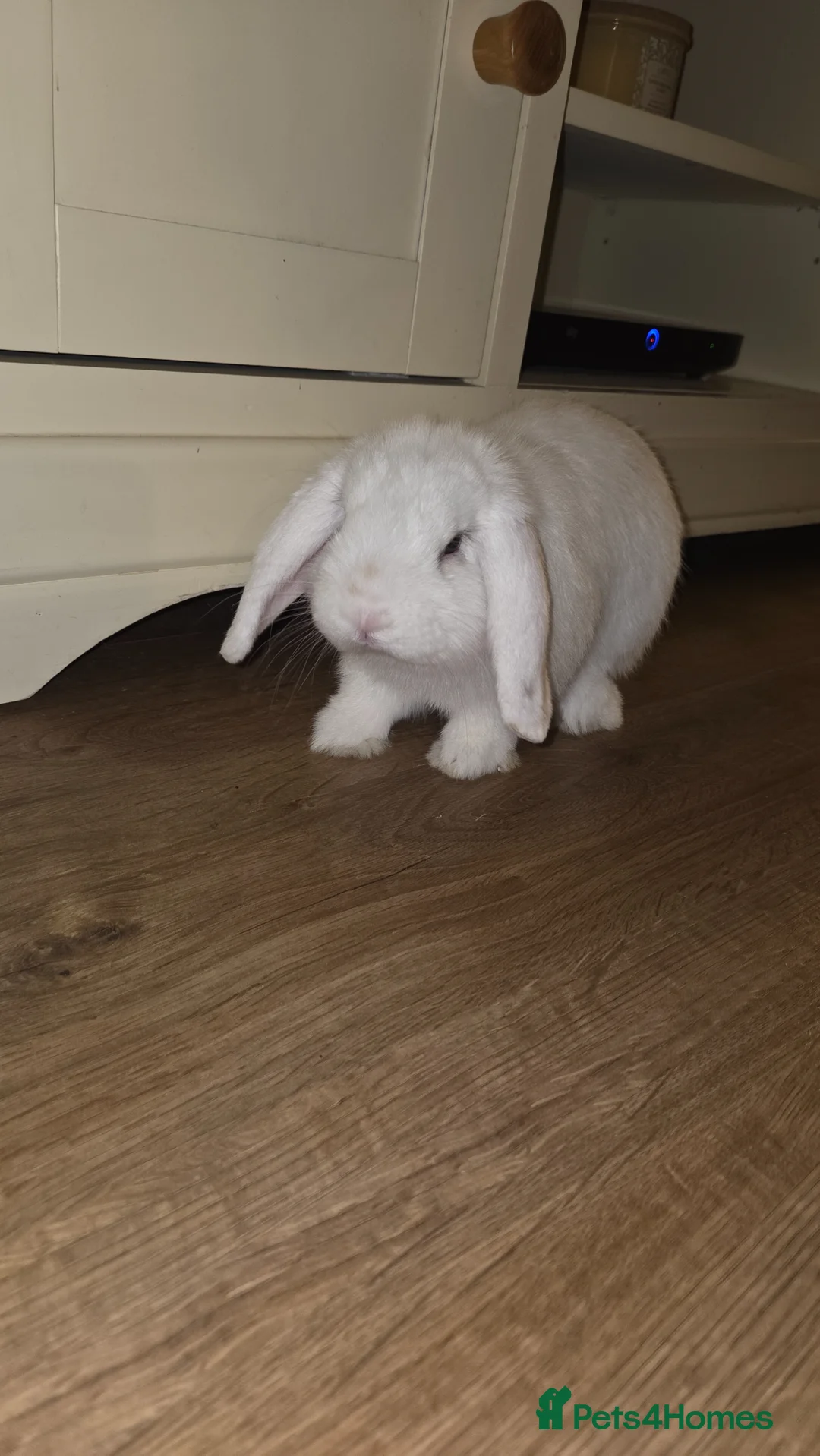 Mini Lop rabbits for sale: 2 gorgeous mini lop males in Addlestone - Advert 2