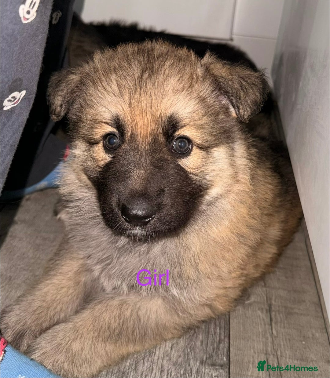 German Shepherd dogs for sale: Stunning German shepherds  - Advert 1