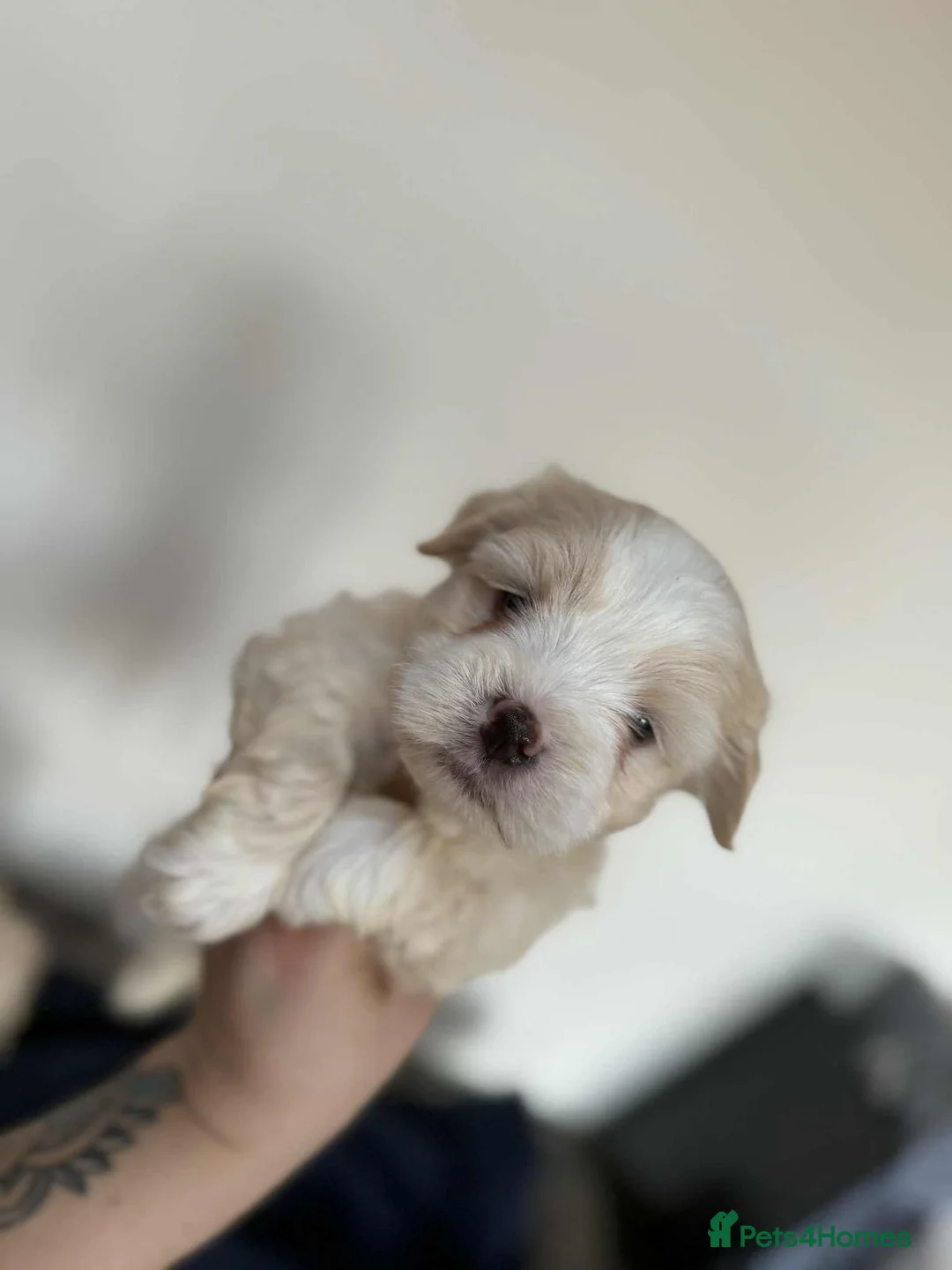 Maltipoo dogs for sale: Rare colours beautiful maltipoo puppies  - Advert 4