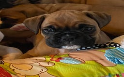 Boxer dogs for sale: Gorgeous Boxer Puppies  - Image 9
