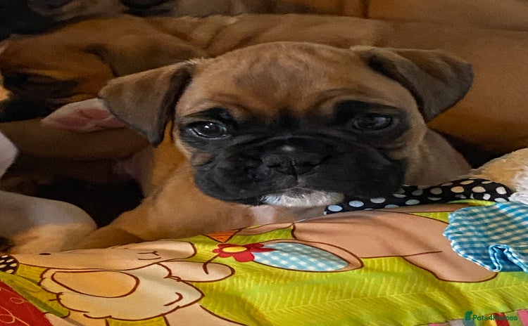 Boxer dogs - Advert 2