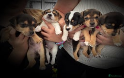 Jack Russell dogs for sale: Jack Russell’s looking for forever homes - Image 1