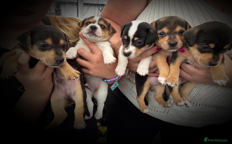 Jack Russell dogs - Advert 1