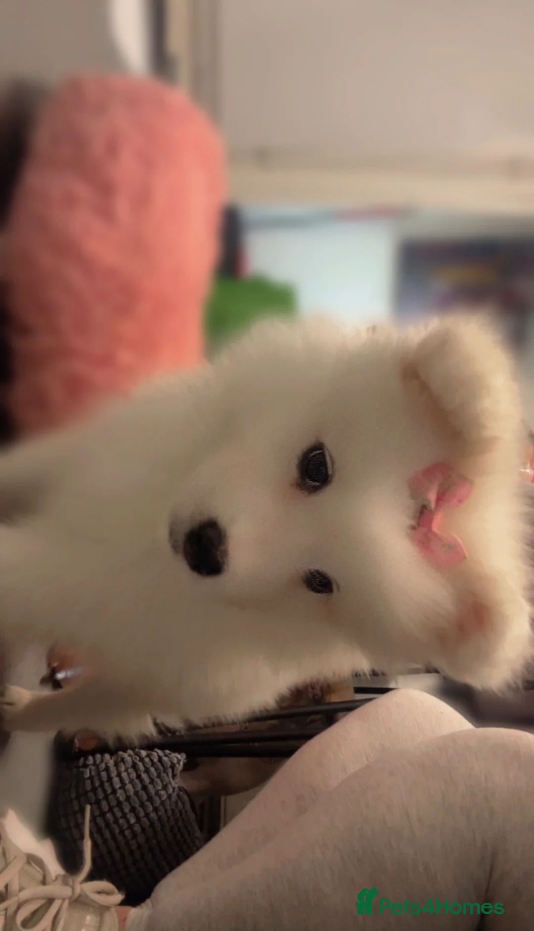 Samoyed dogs for sale: Boy and girl Samoyed puppies 12 weeks.ready to go - Advert 2