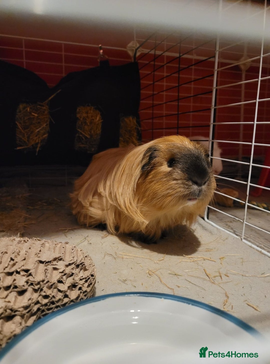 Guinea Pig rodents for sale: male guinea pigs - Advert 4