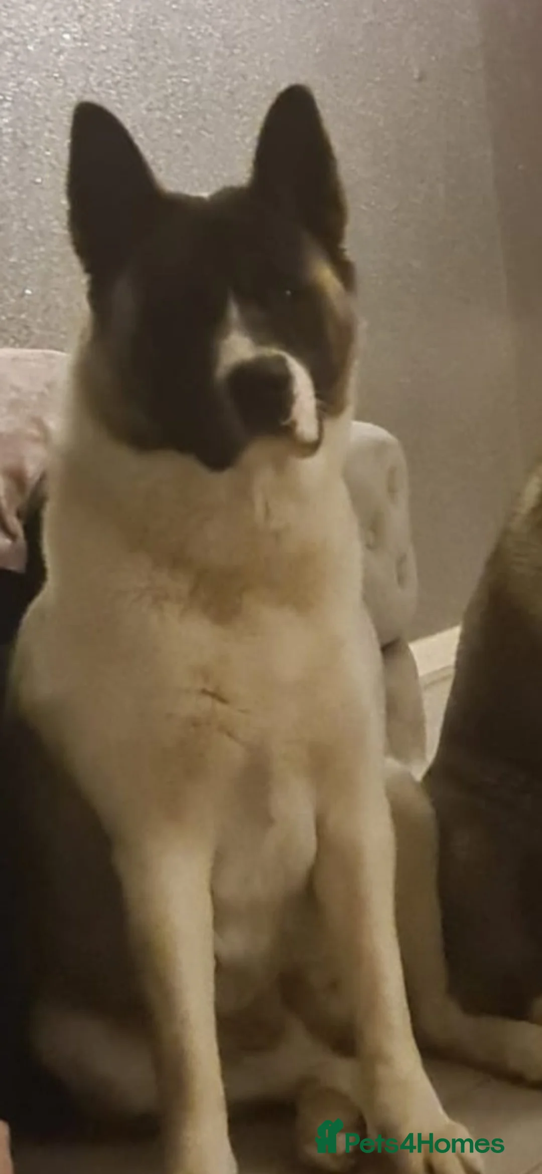 Akita dogs for sale: Akita for sale - Advert 2