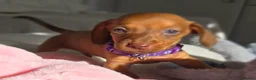 Miniature Dachshund dogs for sale: 🤎 Gorgeous Daxies_Mini Dachshunds 🤎 - Advert 19