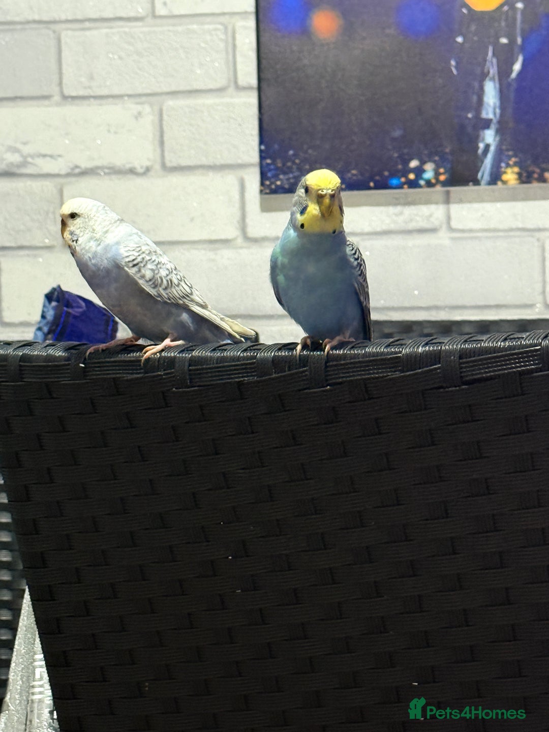 Canaries birds for sale: Canaries (Male & Female) with Cage and Toys l - Advert 1
