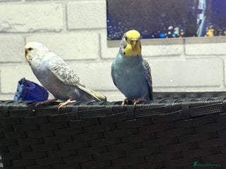 Canaries birds Canaries (Male & Female) with Cage and Toys l - Advert 1