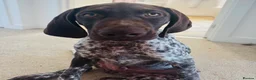 German Shorthaired Pointer dogs for sale: KC GSP boys ready for their forever homes ❤️ - Advert 3