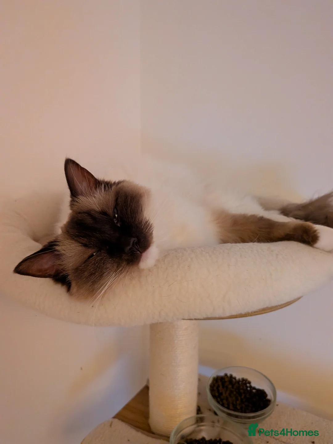 Ragdoll cats for sale: Lovely female ragdoll in Southampton - Advert 1