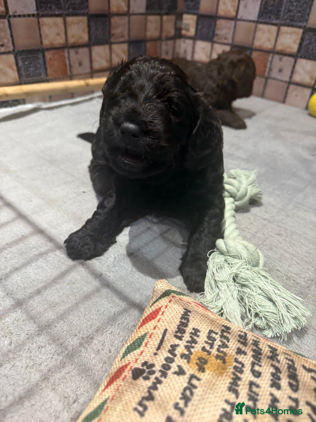 Cockapoo dogs for sale: Cockapoo puppies - Advert 12