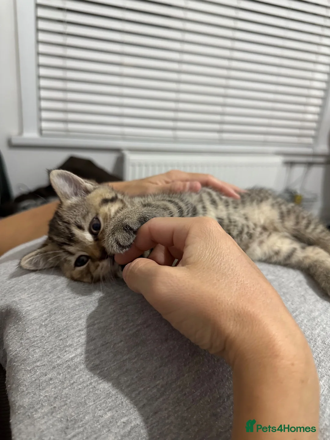 British Shorthair cats for sale: British Shorthair Kittens For sale - Advert 2