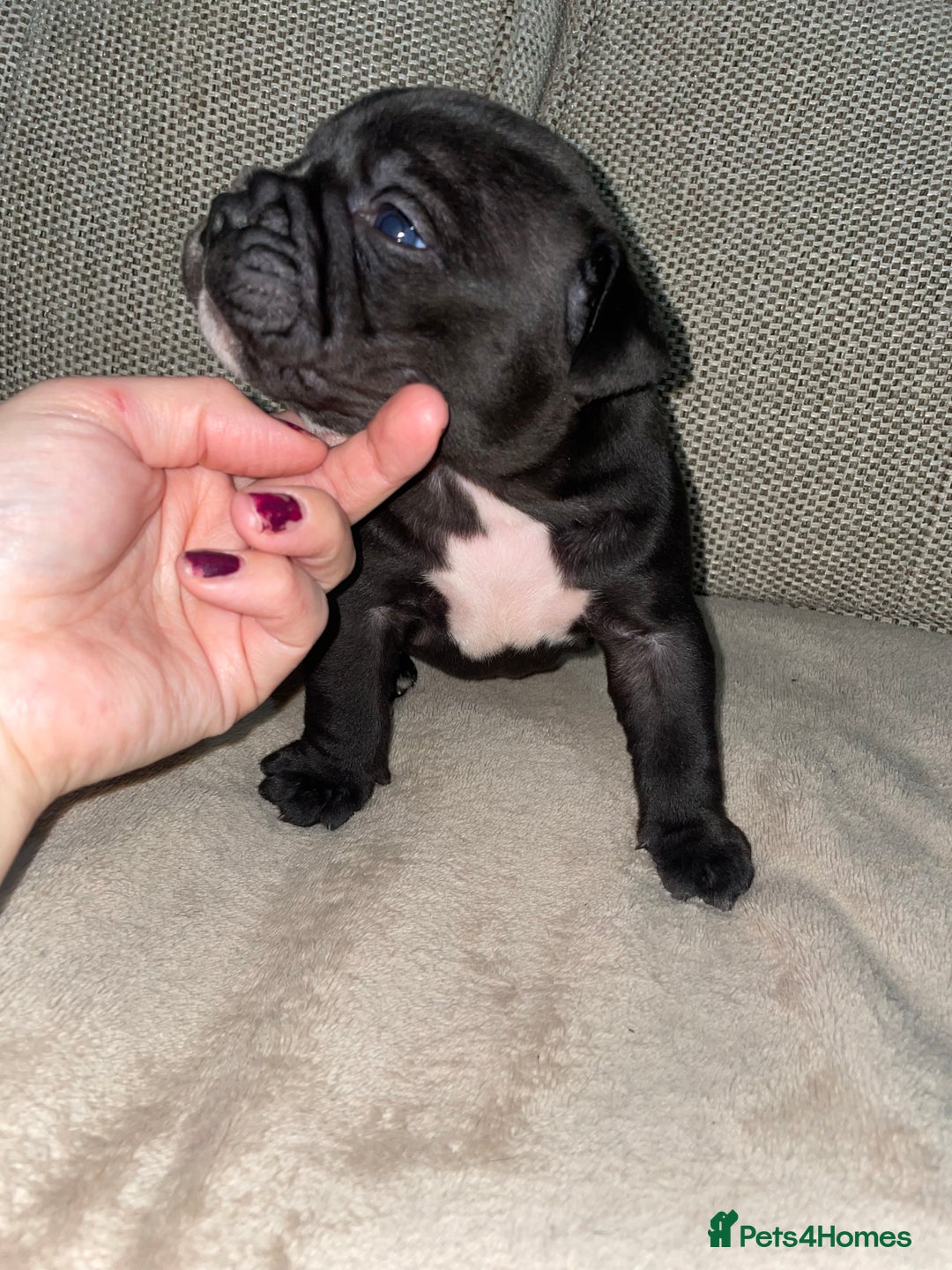 Mixed Breed dogs for sale: Ready to leave mixed breed pups  - Advert 5