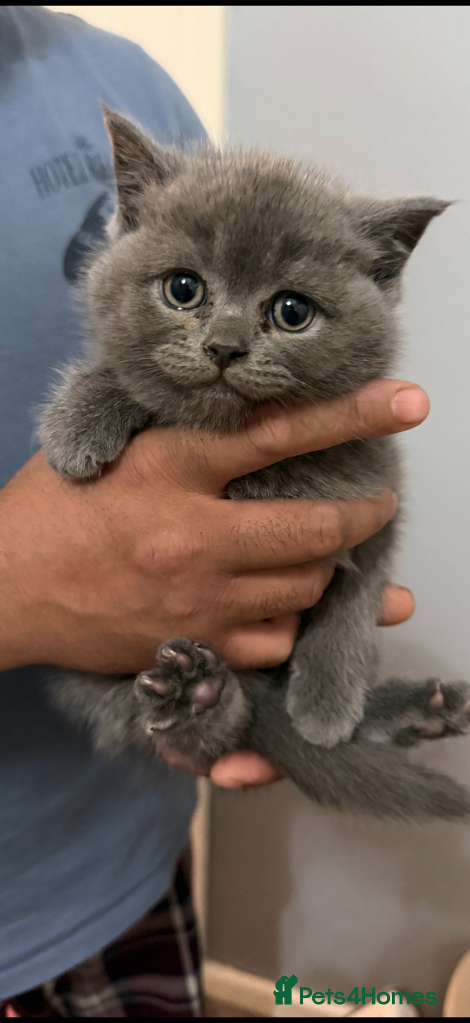 British Shorthair cats Blue British short hair (Male)  - Advert 1