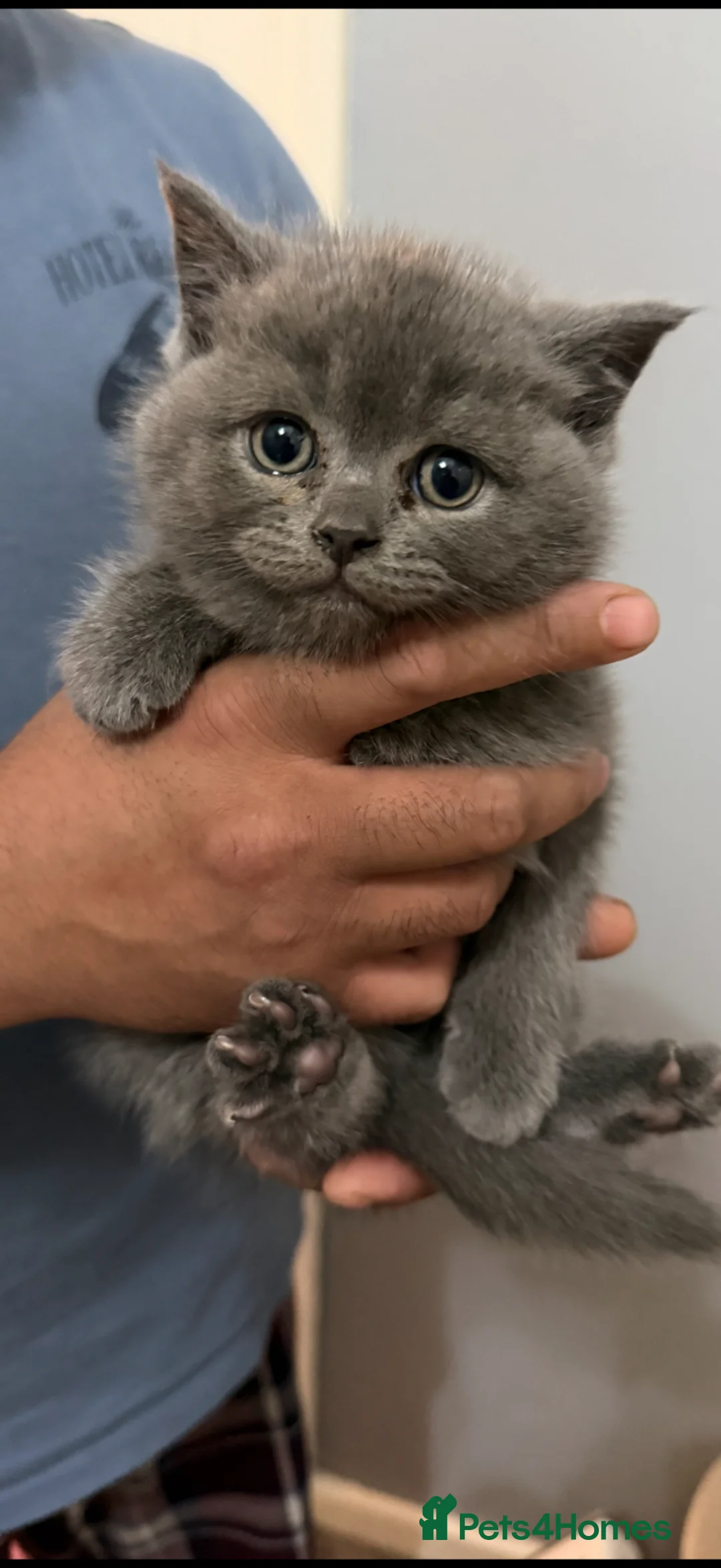 British Shorthair cats for sale: Blue British short hair (Male)  - Advert 1