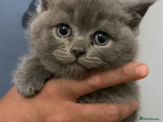 British Shorthair cats Blue British short hair (Male) - Advert 1