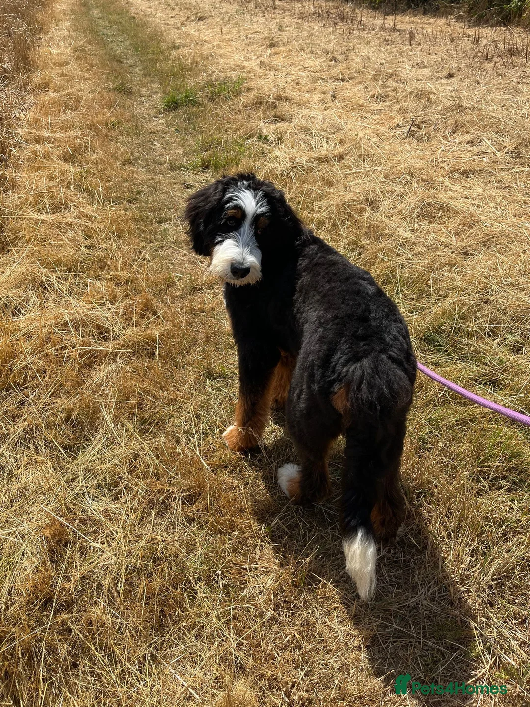 Bernedoodle dogs for sale: Adorable 6 month old Bernadoodle - Advert 2