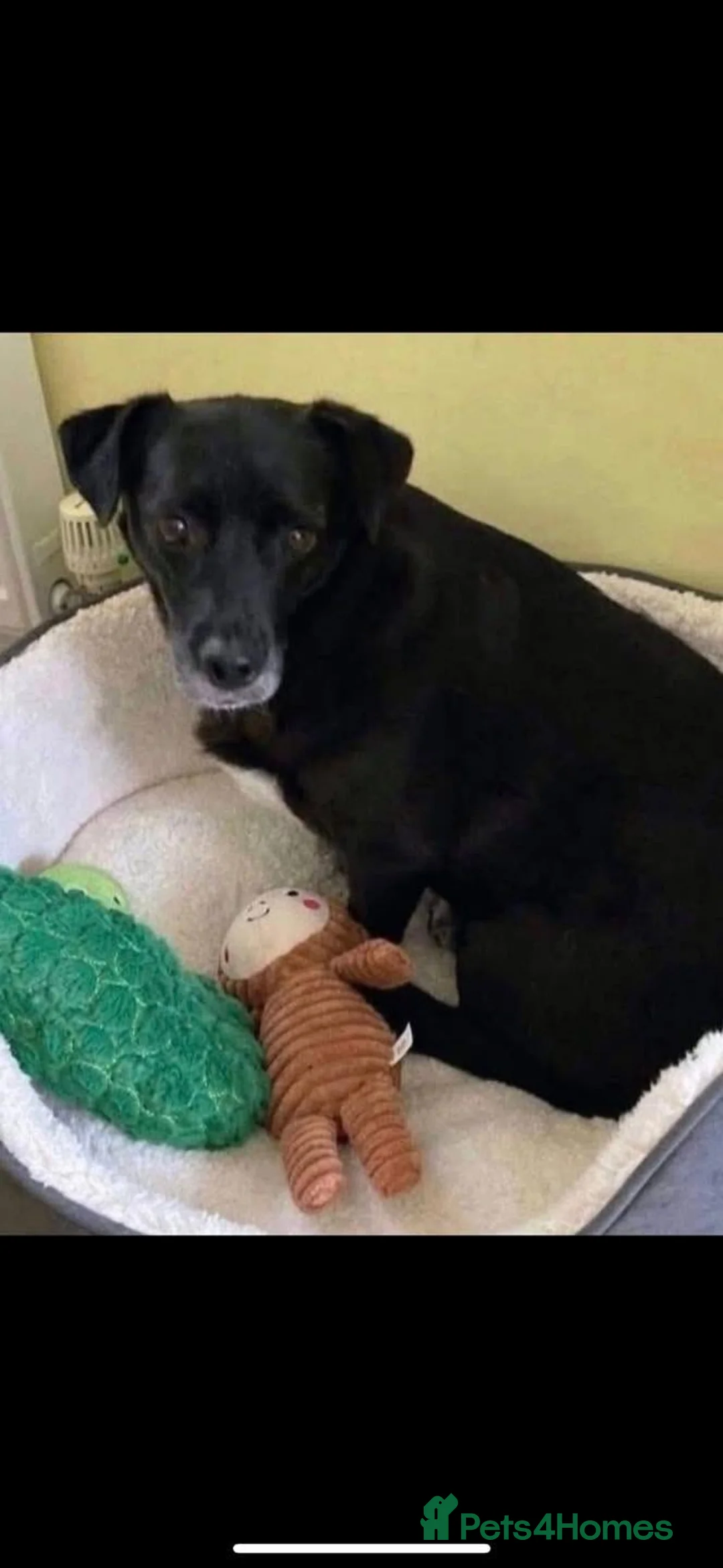 Mixed Breed dogs for adoption: 🐾❤️Meet Bramble in Chelmsford - Advert 5
