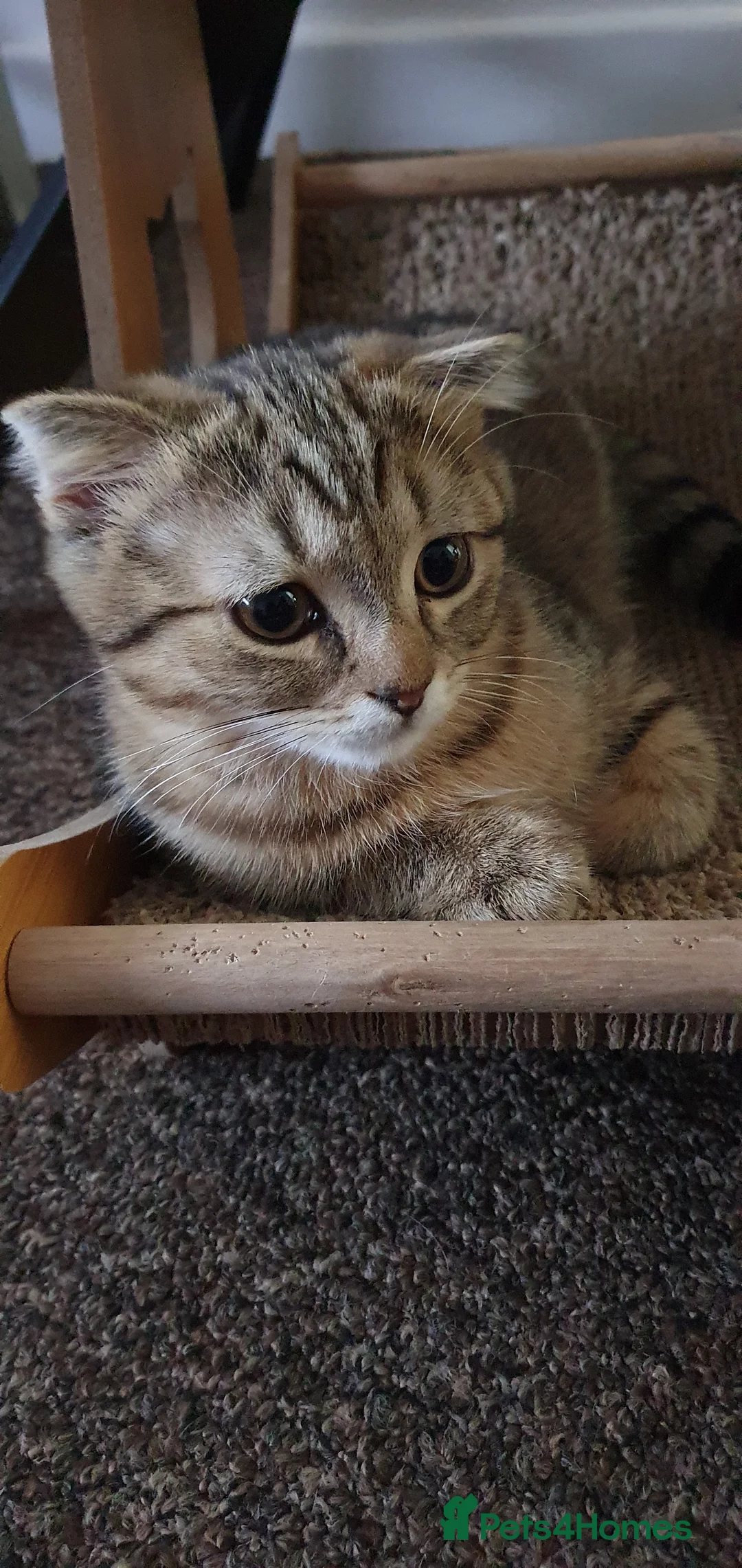 Scottish Fold cats for sale: Scottish fold tabby gold boy  - Advert 2