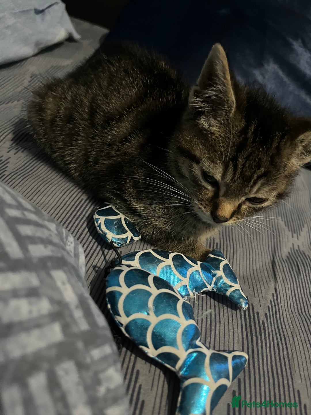 American Shorthair cats for sale: Adorable male tabby kitten for sale - Advert 5
