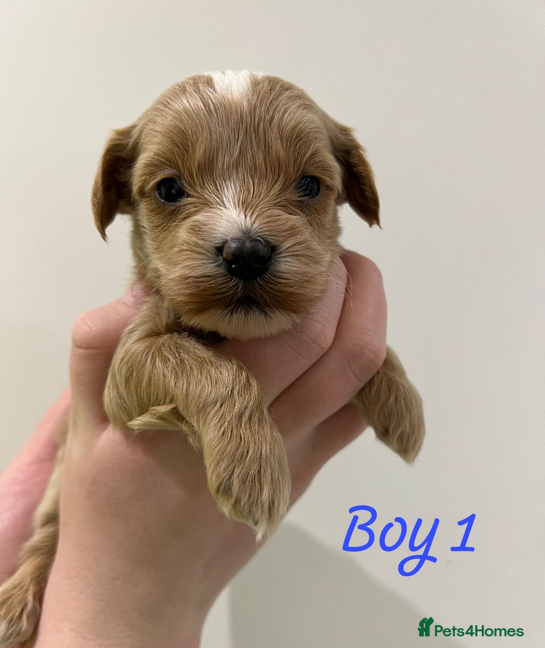 Havapoo dogs for sale: Havapoo Puppies - Advert 3