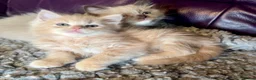 Ragdoll cats for sale: Full pedigree registered tica mink/sepia babies  - Advert 2