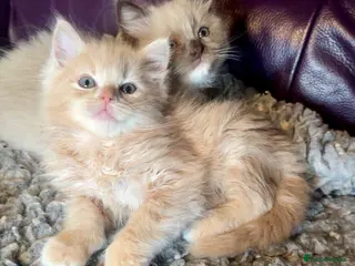 Ragdoll cats Full pedigree registered tica mink/sepia babies - Advert 3