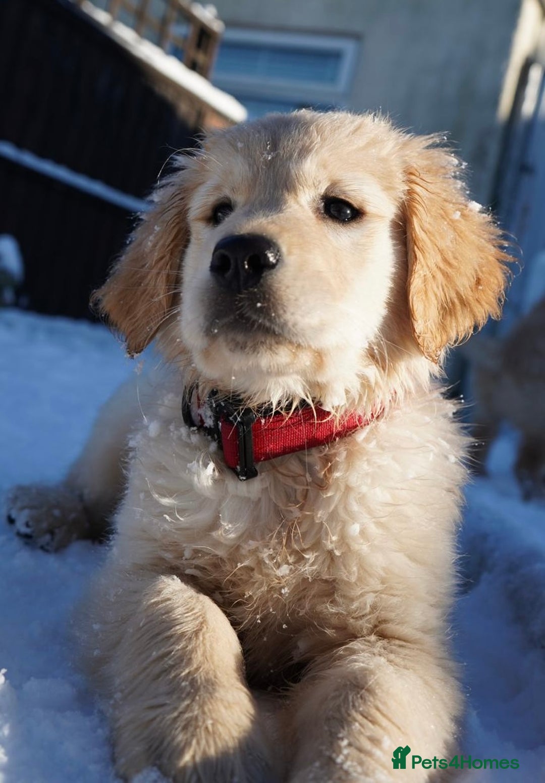 Golden Retriever dogs for sale: KC Fully Trained Golden Retriever Puppies - Advert 12