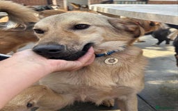 Mixed Breed dogs for adoption: Pettern - Norwich Norfolk  - Image 27