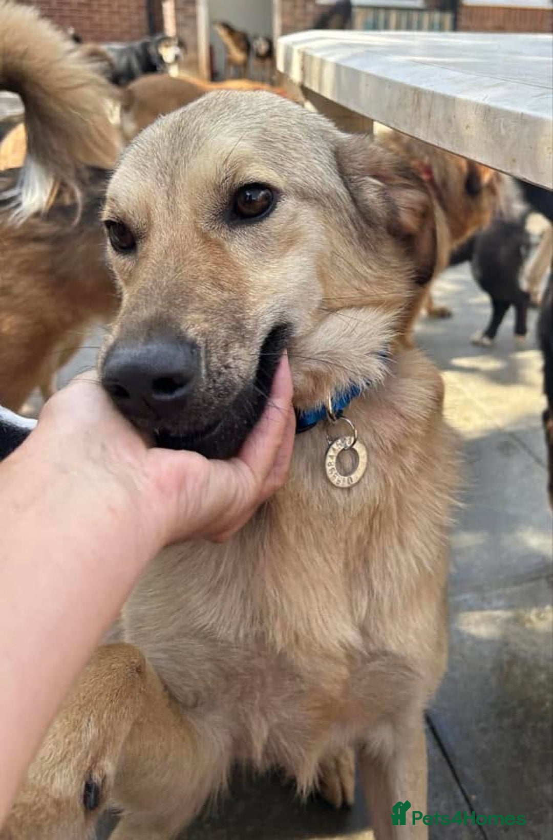 Mixed Breed dogs for adoption: Pettern - Norwich Norfolk  - Image 27