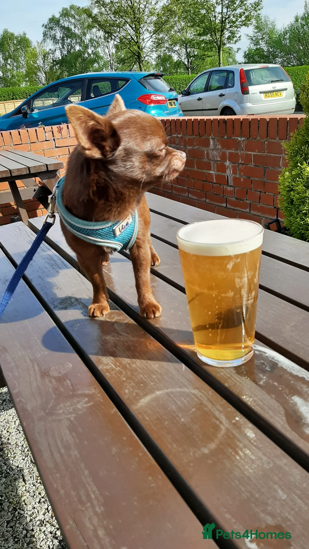 Chihuahua dogs for stud: FREDERICK VON LOVEHUNTER KC Champion heritage Stud in Chorley - Advert 11