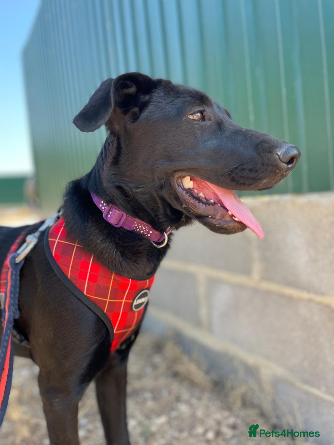 Mixed Breed dogs for adoption: Lovely Leah - Image 24