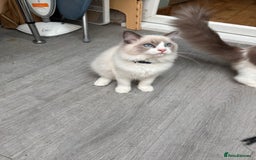 Ragdoll cats for sale: Male Ragdoll kittens - Image 5
