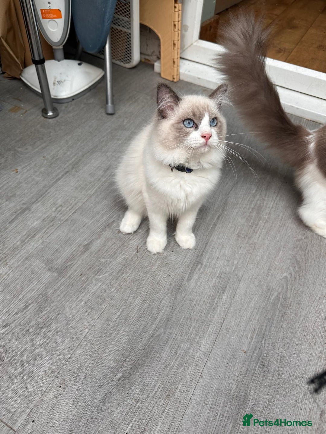 Ragdoll cats for sale: Male Ragdoll kittens - Image 5