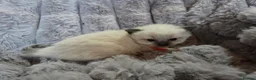 Ragdoll cats for sale: 4 Beautiful Ragdoll kittens, 2 Seal, 2 Lilac - Advert 36