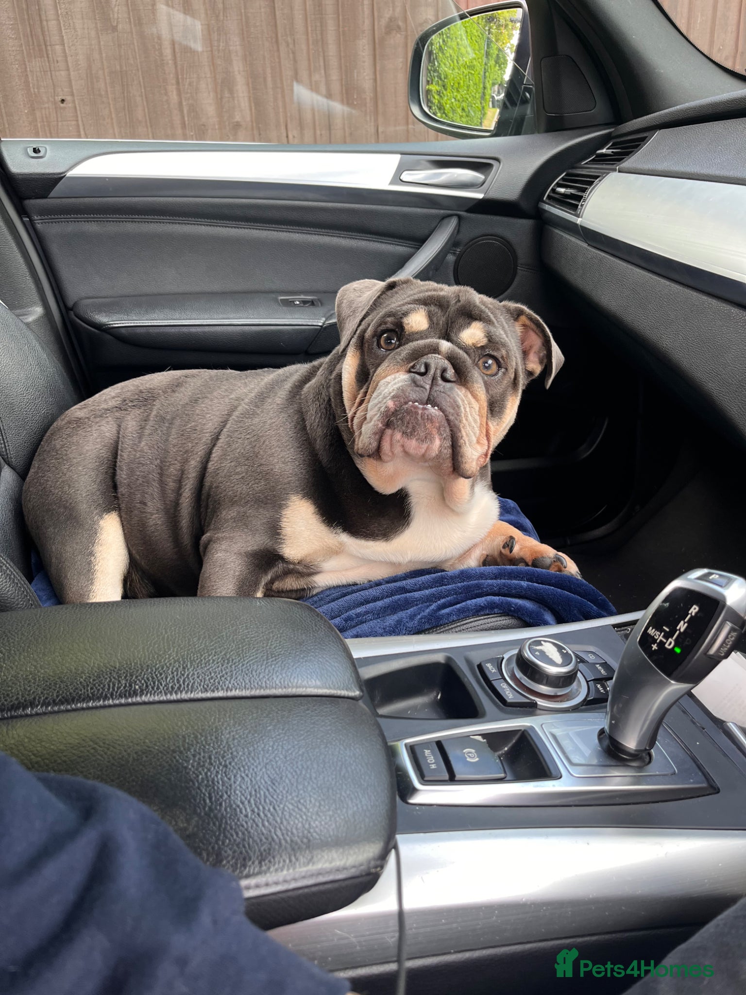 English Bulldog dogs English bulldog - KC Registered  - Advert 1