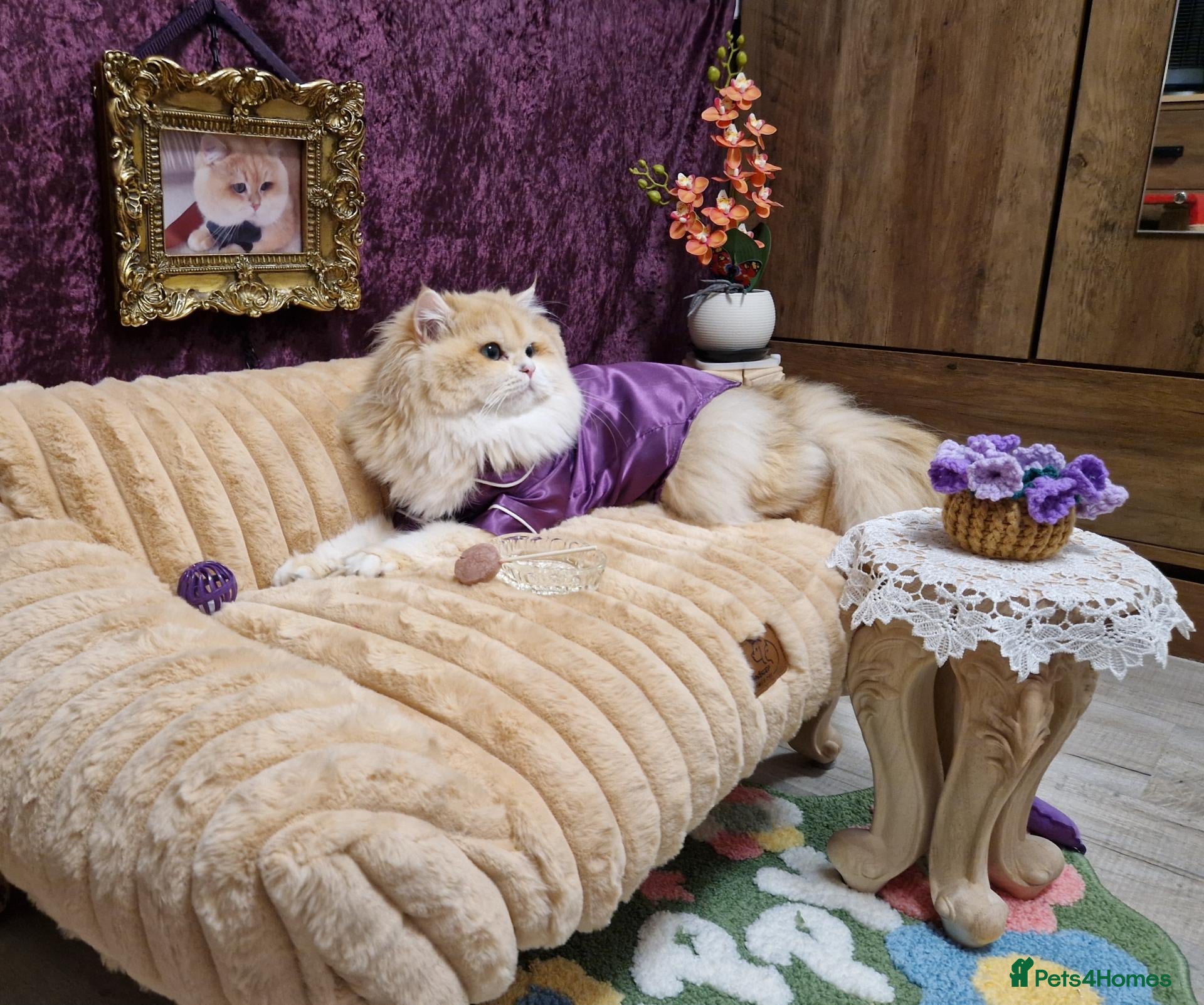 British Longhair cats BLH Golden Tipped NY12 Cheeky green 👀 stud - Advert 10