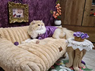 British Longhair cats BLH Golden Tipped NY12 Cheeky green 👀 stud - Advert 10