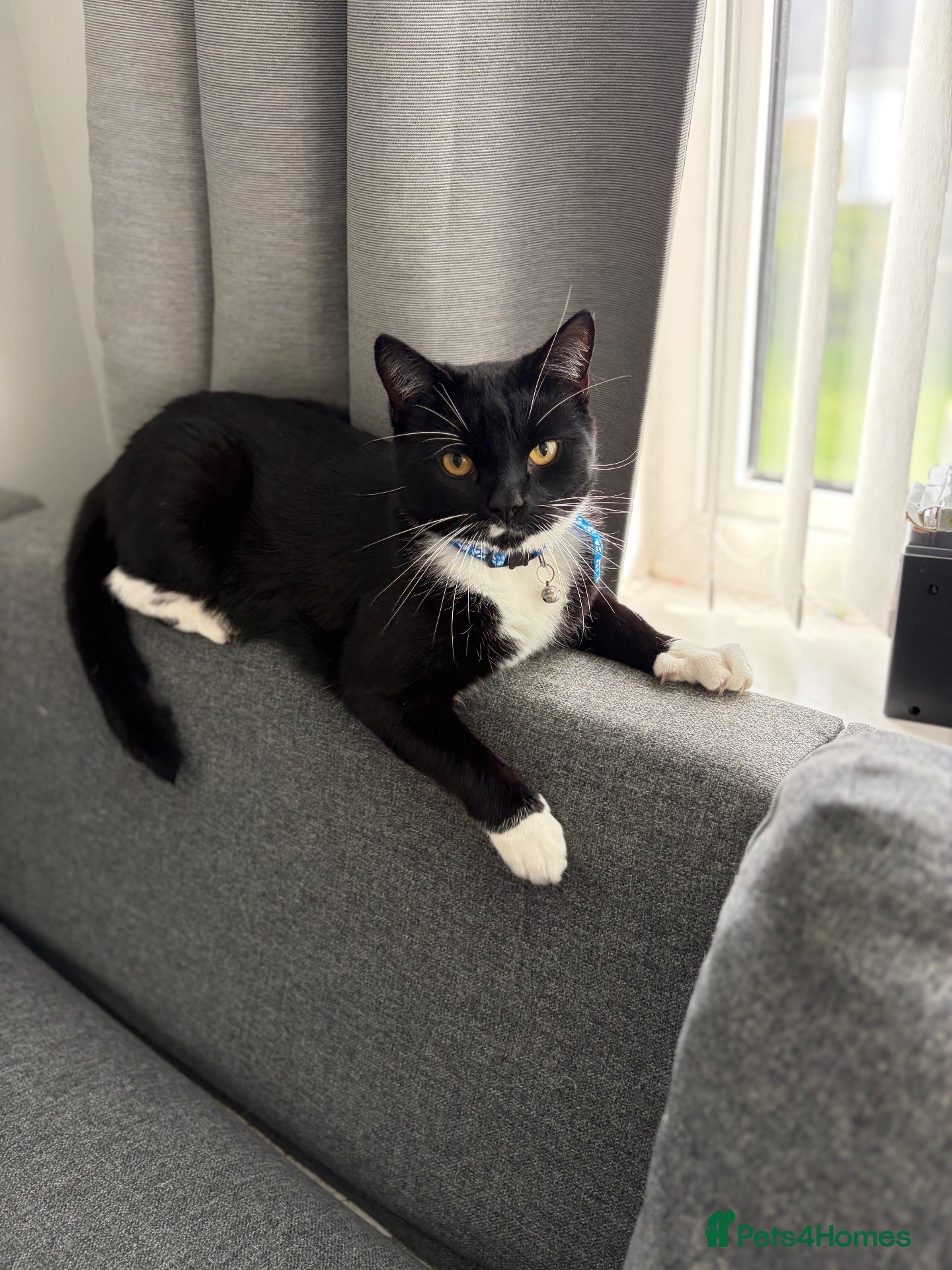 Mixed Breed cats Loving Homes Needed for Our Much-Loved Cats  - Advert 2