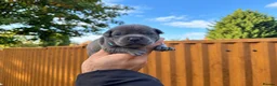 Staffordshire Bull Terrier dogs for sale: SOLID BLUE TEDDY BEARS 🧸  - Advert 8