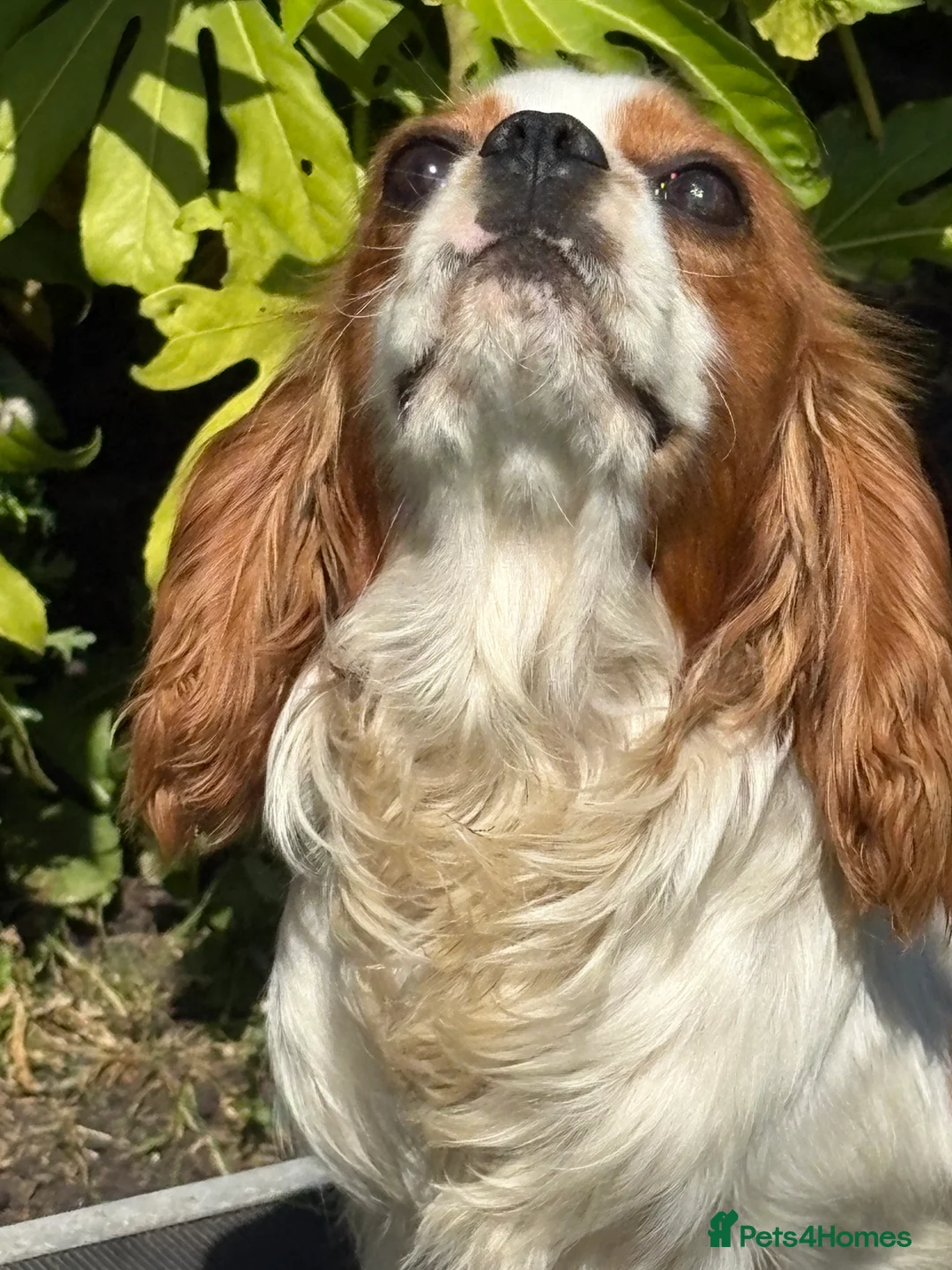 Cavalier King Charles Spaniel dogs for stud: Beautiful Blenheim cavalier stud boy  in Southport - Advert 2