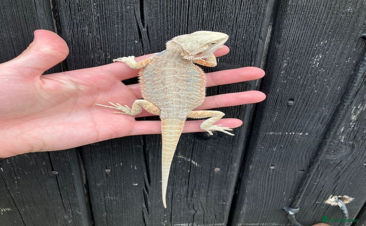 Bearded Dragon reptiles - Advert 1