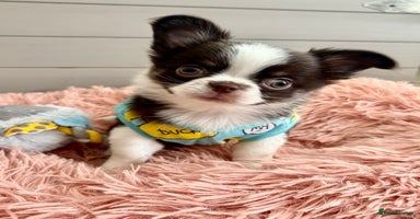 Chihuahua dogs - Advert 1