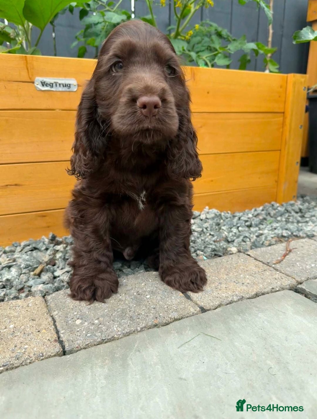 Cocker Spaniel dogs Ready now!  KC Show Cocker Spaniels  - Advert 1