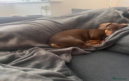 Dachshund dogs for sale: Loving Daxy for sale - Image 4