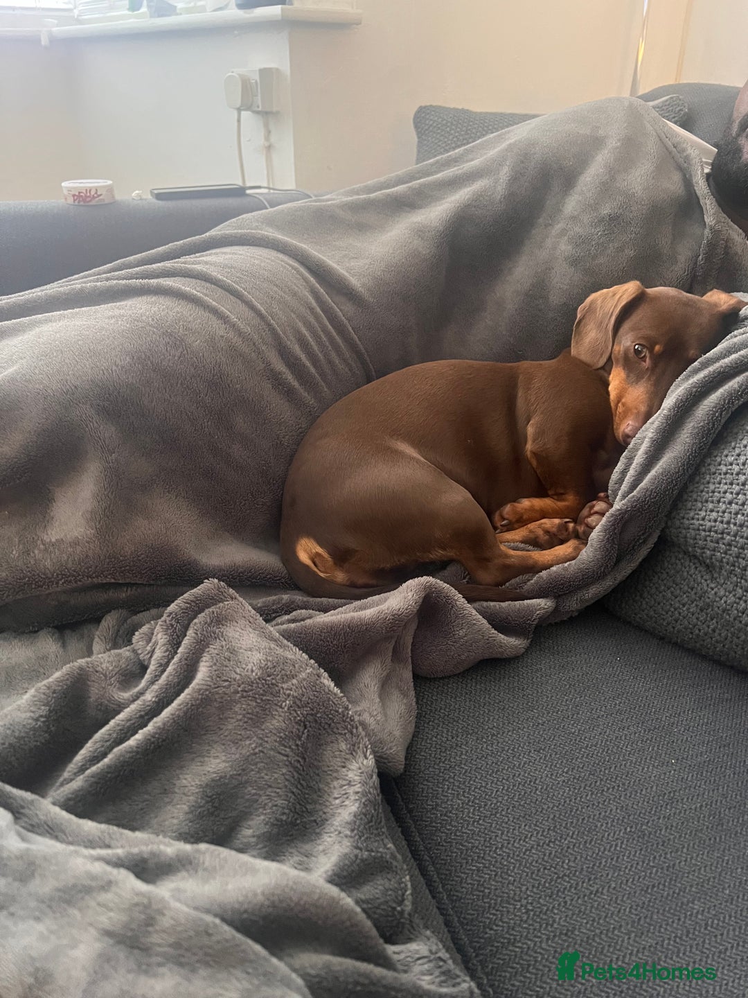 Dachshund dogs for sale: Loving Daxy for sale - Image 4